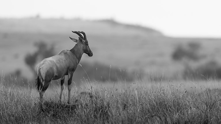 Picture of THE SURVEYOR