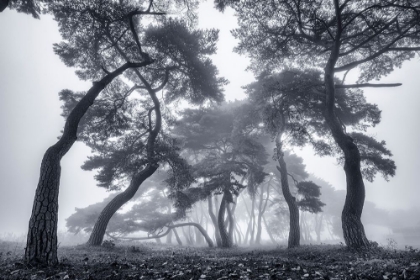 Picture of DANCING TREES