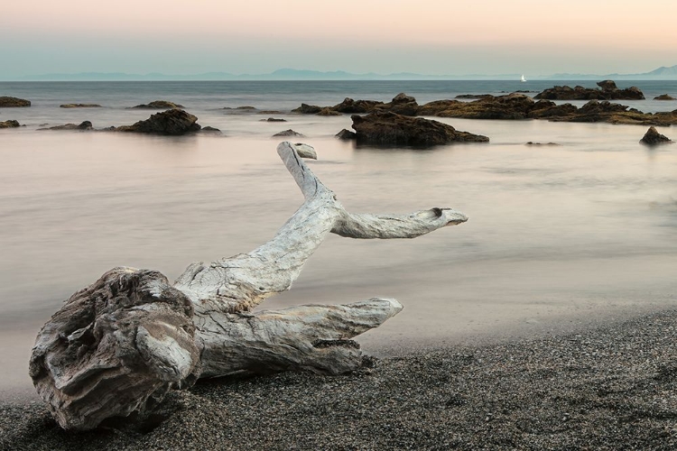 Picture of TREEFISH CARCASS