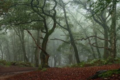 Picture of TWISTED BRANCHES