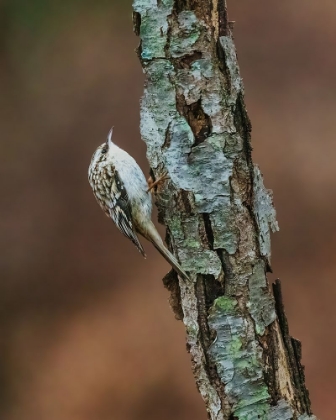 Picture of BROWN CREEPER
