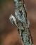 Picture of BROWN CREEPER