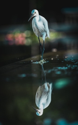 Picture of WATERSIDE BIRD