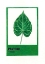 Picture of ALOCASIA
