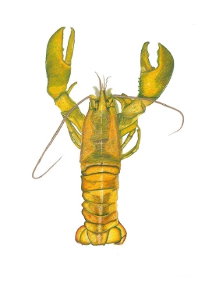 Picture of LOBSTER