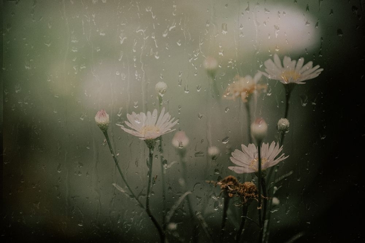 Picture of DAISY IN RAIN