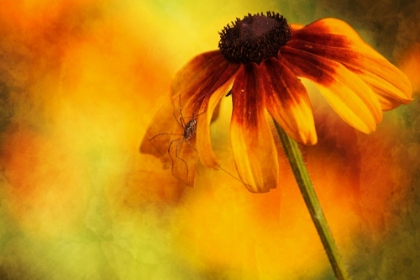 Picture of FLOWER