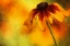 Picture of FLOWER