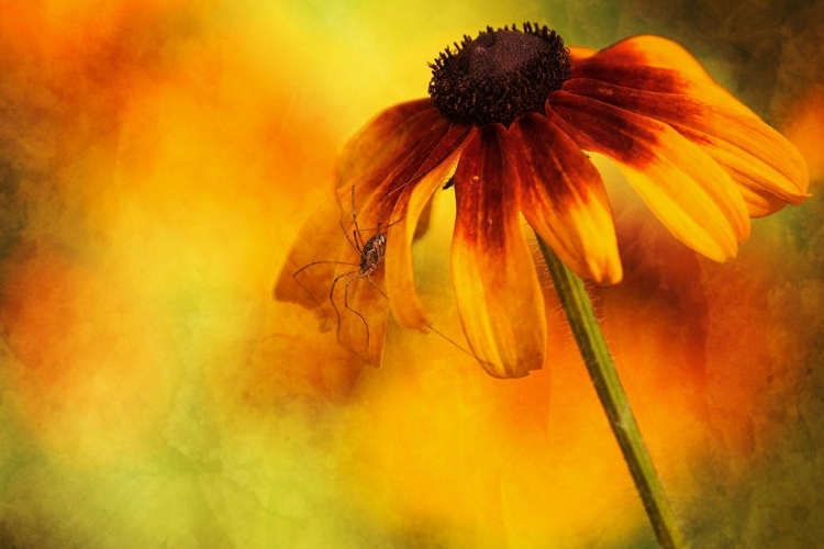 Picture of FLOWER