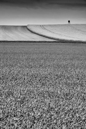 Picture of BLACK A WHITE FIELDS