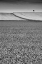 Picture of BLACK A WHITE FIELDS