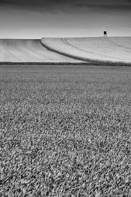 Picture of BLACK A WHITE FIELDS