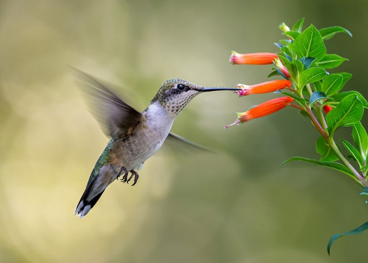 Picture of HUMMINGBIRD