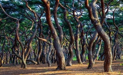 Picture of HEUNGDEOK PINE TREES5