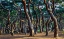 Picture of HEUNGDEOK PINE TREES5