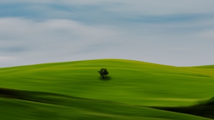 Picture of LONELY TREE IN TUSCANY