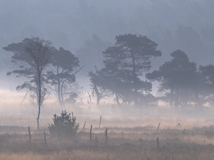 Picture of KALMTHOUTSE HEIDE WITH GROUND FOG