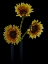 Picture of SUNFLOWERS IN SHADOWS