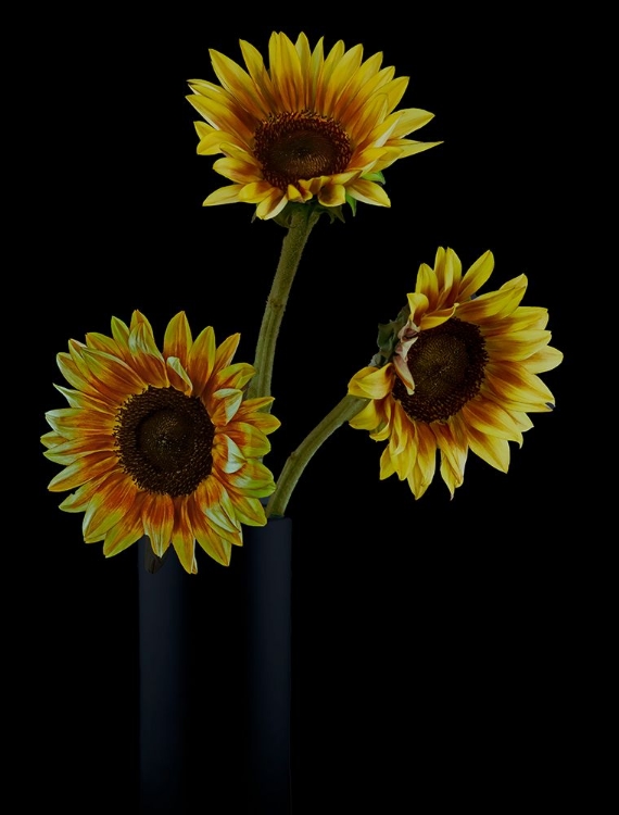Picture of SUNFLOWERS IN SHADOWS