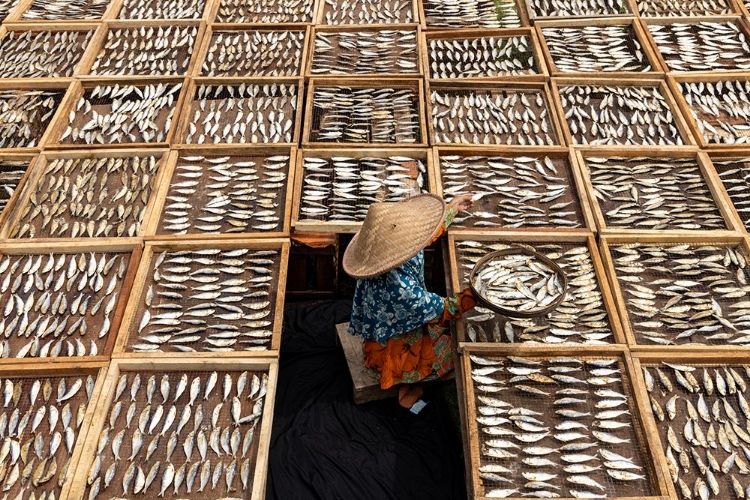 Picture of DRYING FISH