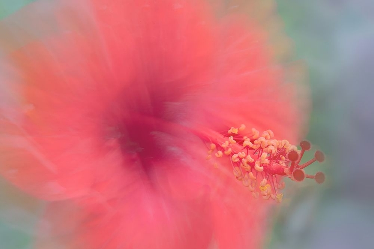 Picture of FLOWERS FROM OUR GARDEN (LOMAC) - MALVACEAE