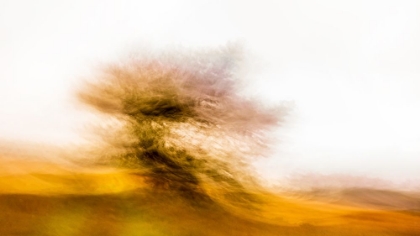 Picture of THE DANCING TREE