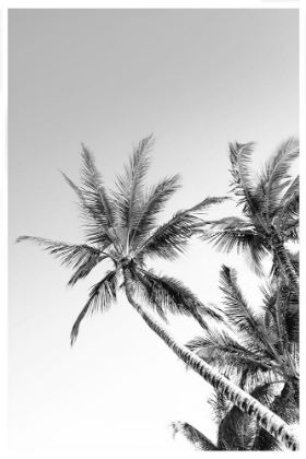 Picture of PALMS BLACK AND WHITE PHOTOGRAPHY