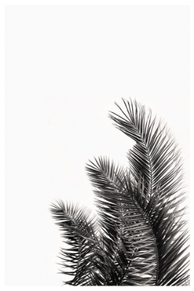 Picture of PALMS LEAVES