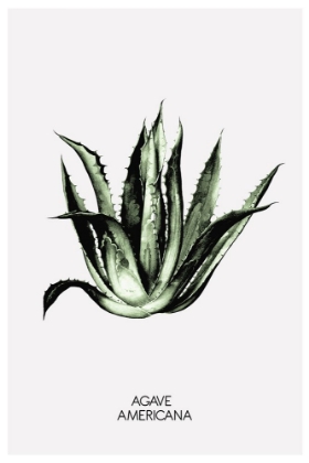 Picture of AGAVE AMERICANA