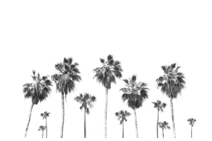 Picture of LANDSCAPE OF PALMS