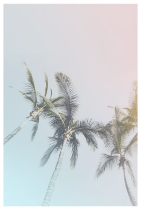 Picture of PASTEL PALMS