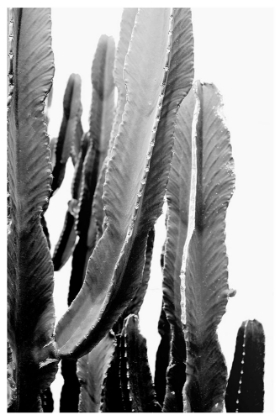 Picture of BOHO CACTUS