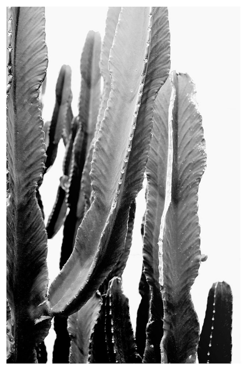 Picture of BOHO CACTUS