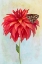 Picture of DAHLIA BLOOM AND A BUTTERFLY