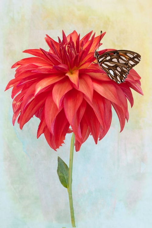 Picture of DAHLIA BLOOM AND A BUTTERFLY