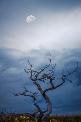 Picture of MORNING MOON