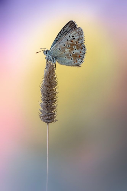 Picture of CHALK-HILL BLUE