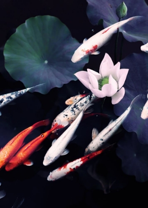 Picture of KOI POND