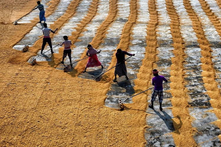 Picture of RICE PRODUCTION MANUAL