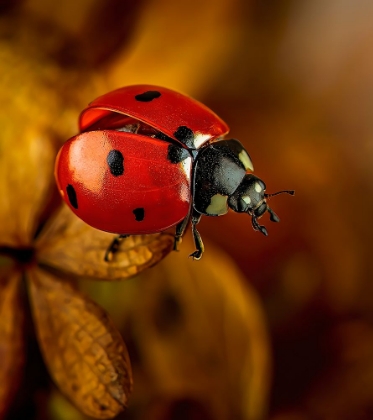 Picture of RED LADYBUG