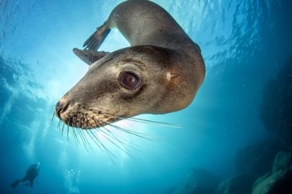 Picture of SEA LION