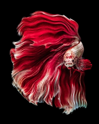Picture of WAVE BETTA