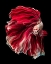 Picture of WAVE BETTA