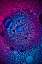 Picture of CYAN A? MAGENTA