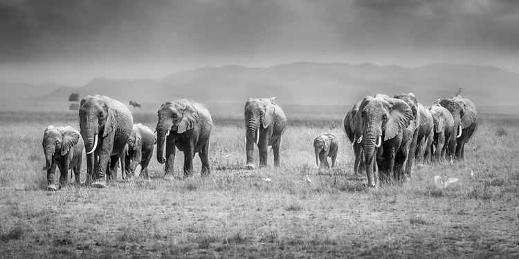 Picture of MAGICAL AMBOSELI