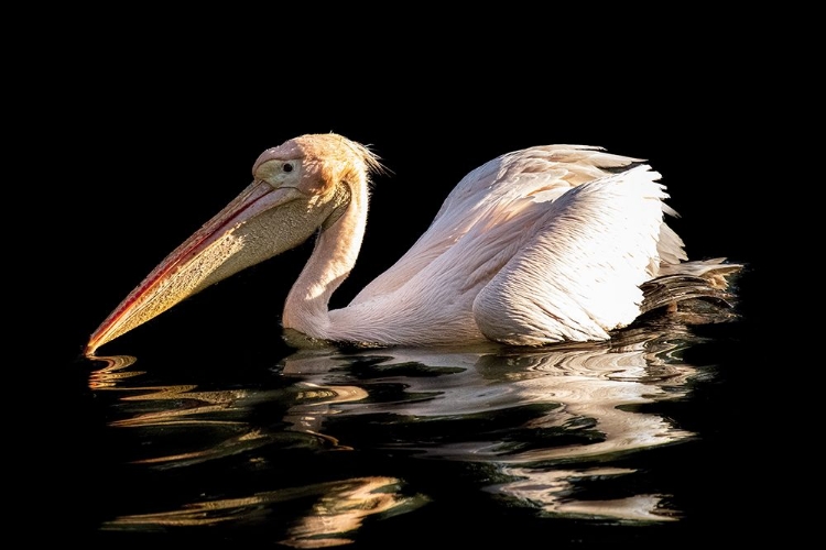 Picture of SCRAMBLED PELICAN