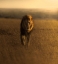 Picture of GRASSLAND OVERLORD