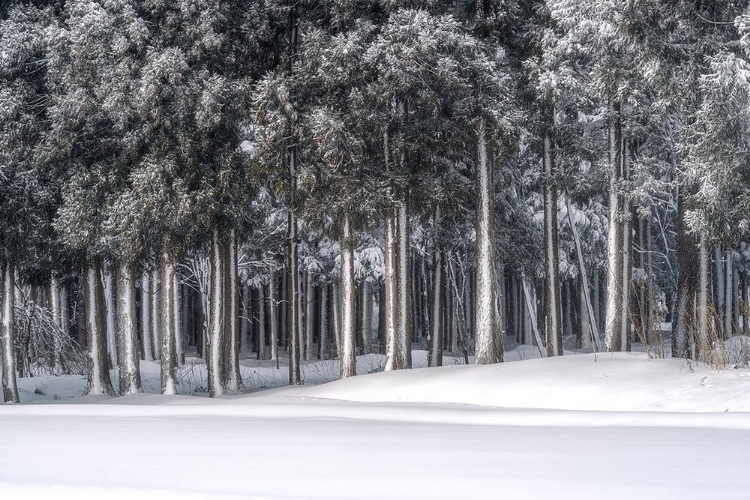 Picture of A PLACE IN A SILVER WORLD