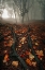 Picture of ROOTS RUN DEEP