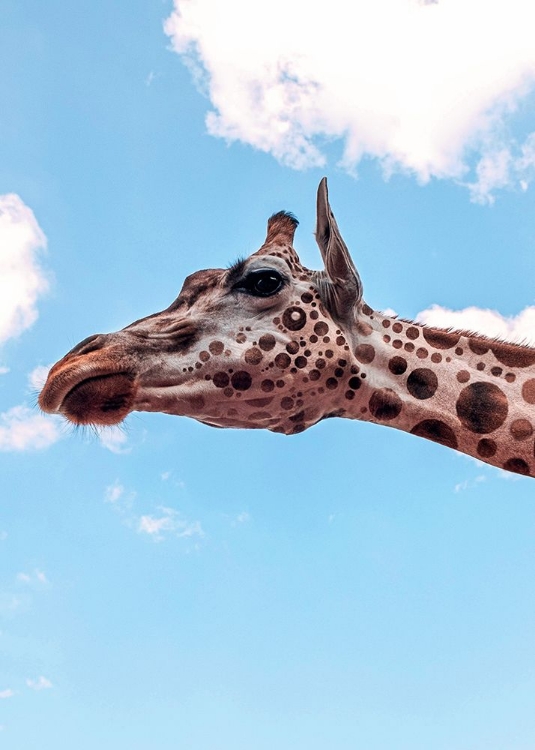 Picture of POLKADOTS GIRAFFE HEAD